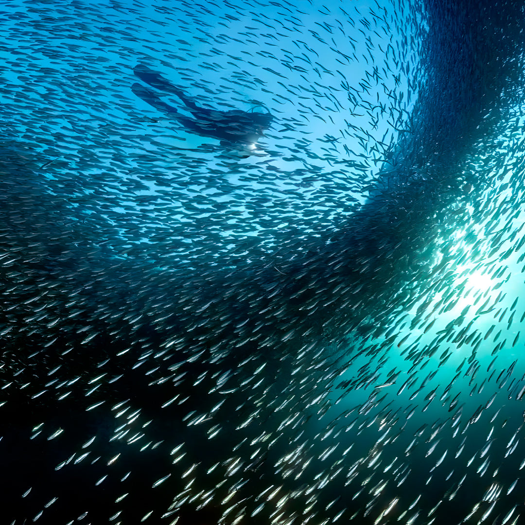 Oslob Whale Shark Special Day Trip