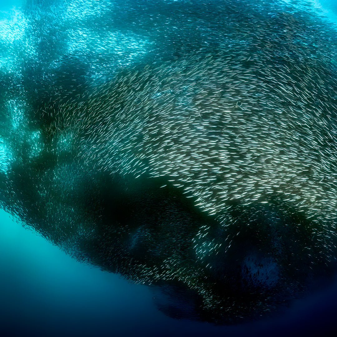 Oslob Whale Shark Special Day Trip