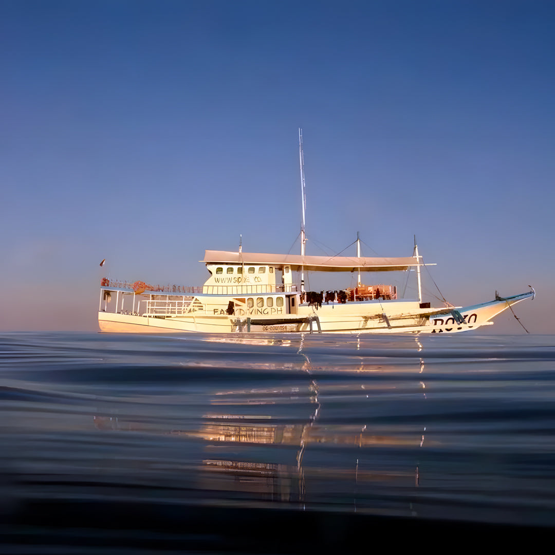 Oslob Whale Shark Special Day Trip