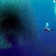 Sardine Run Shore Scuba Dive in Moalboal