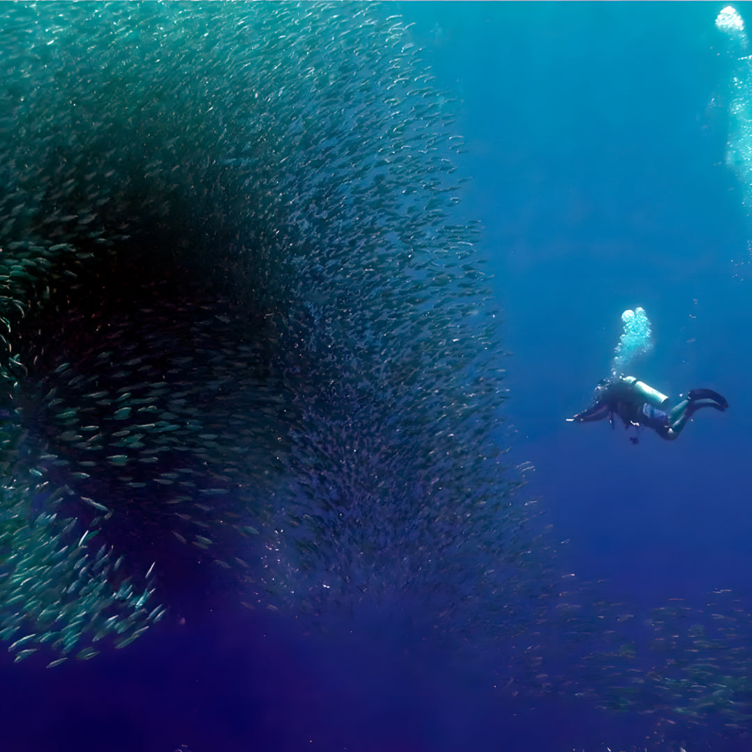 Oslob Whale Shark Special Day Trip