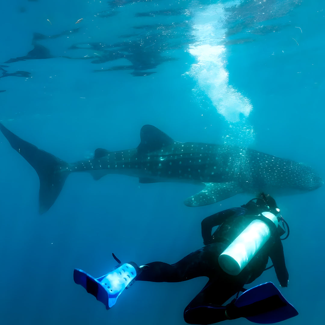 Oslob Whale Shark Special Day Trip