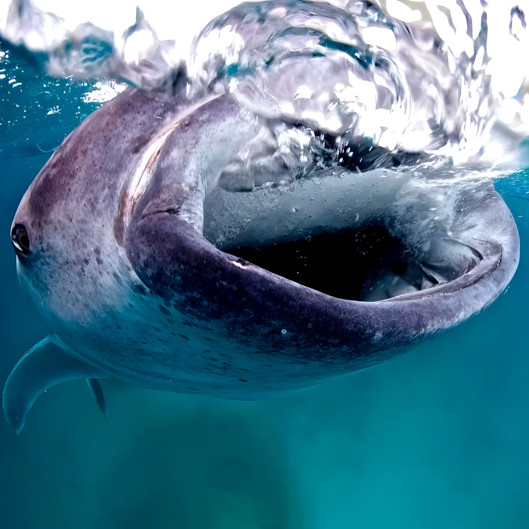 Oslob Whale Shark Special Day Trip