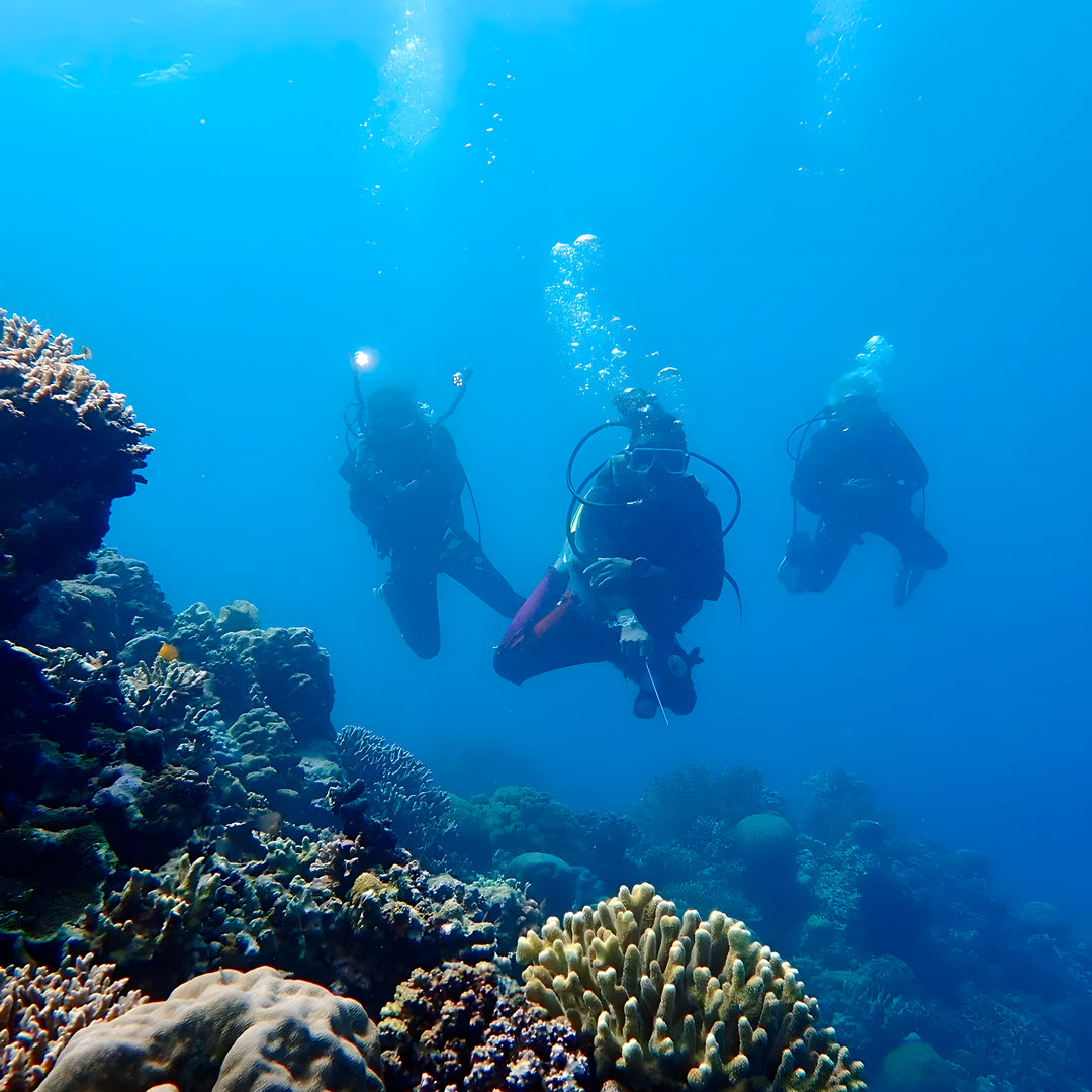 Oslob Whale Shark Special Day Trip