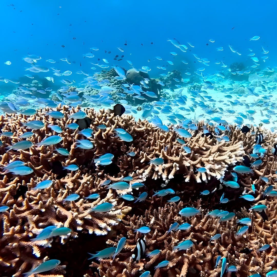 Moalboal PADI Advanced Open Water Course