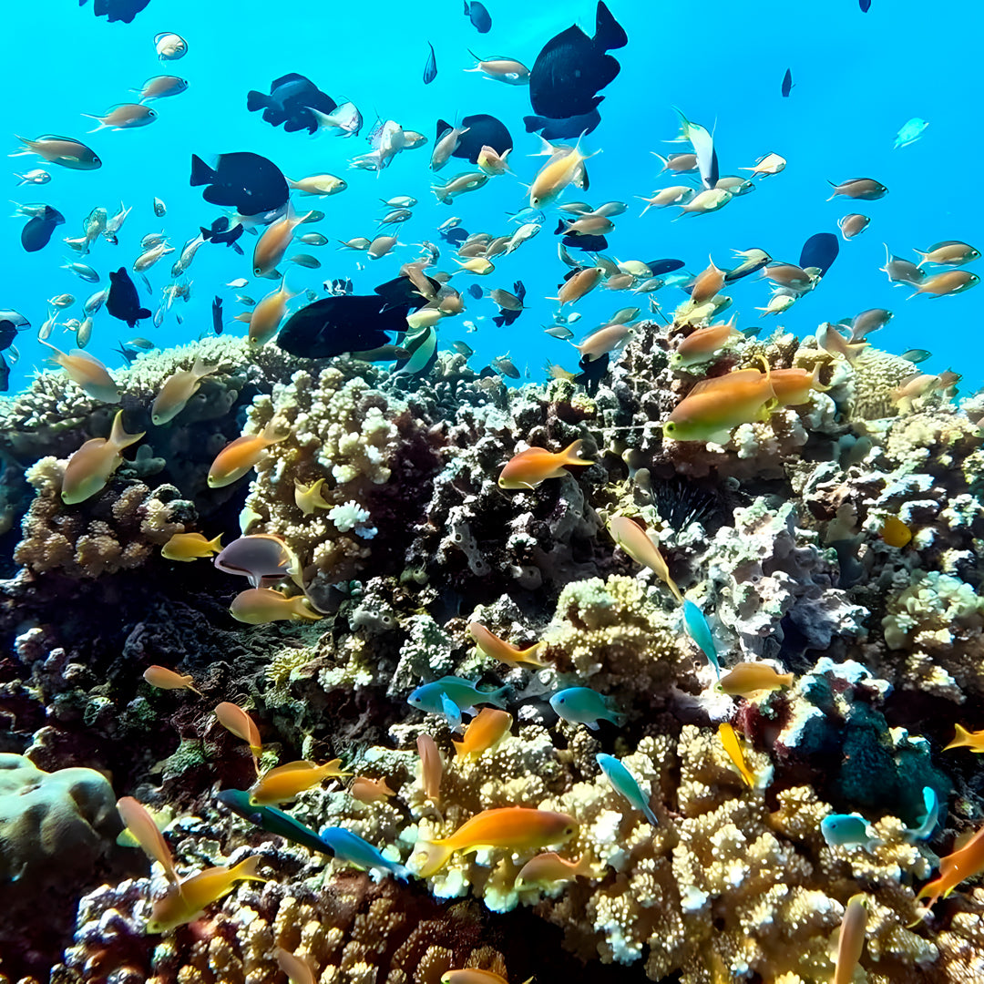Moalboal PADI Advanced Open Water Course