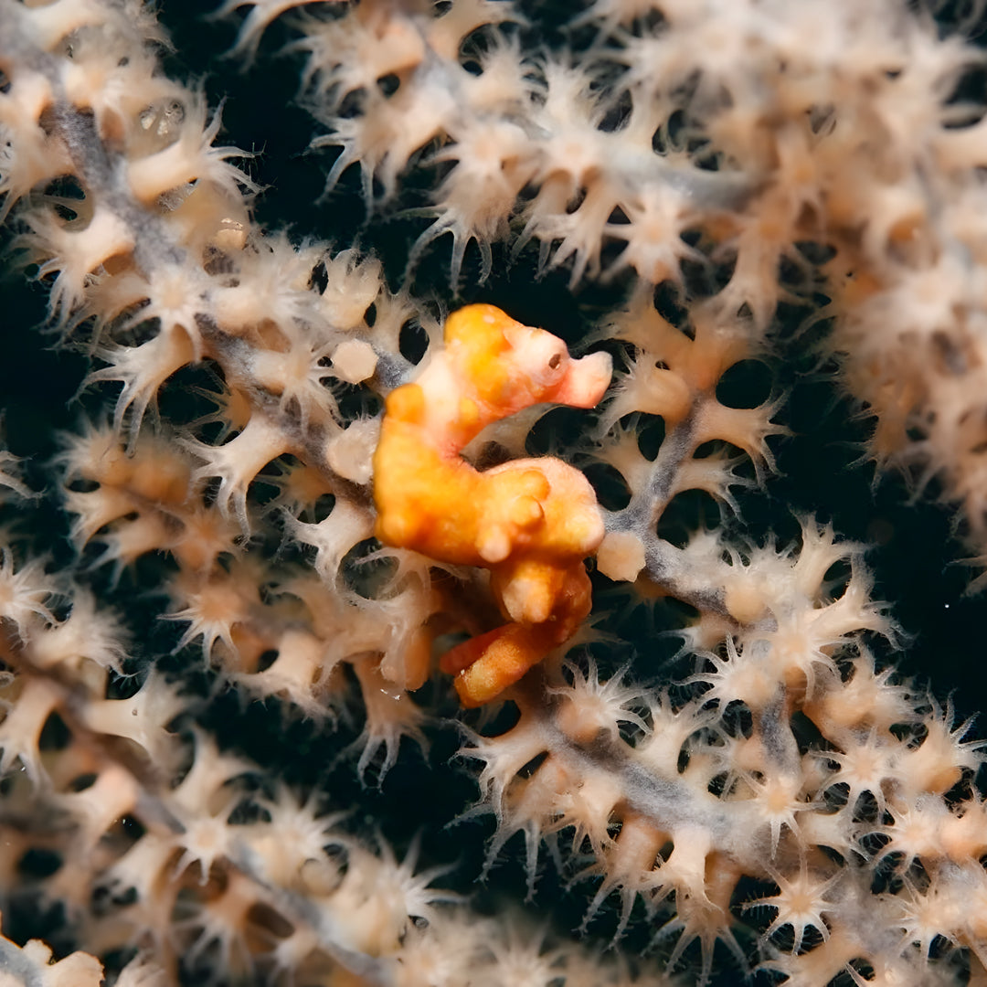 PADI Open Water Course in Moalboal