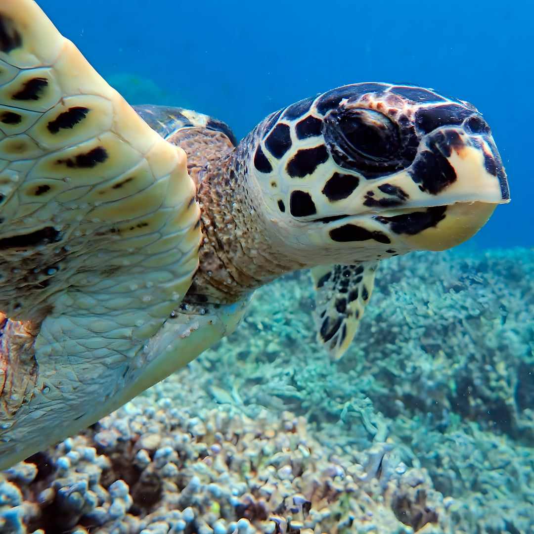 Moalboal PADI Advanced Open Water Course