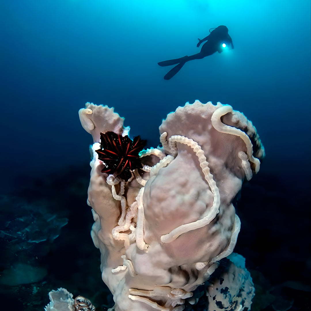 Bautizo de buceo - Playa Pili