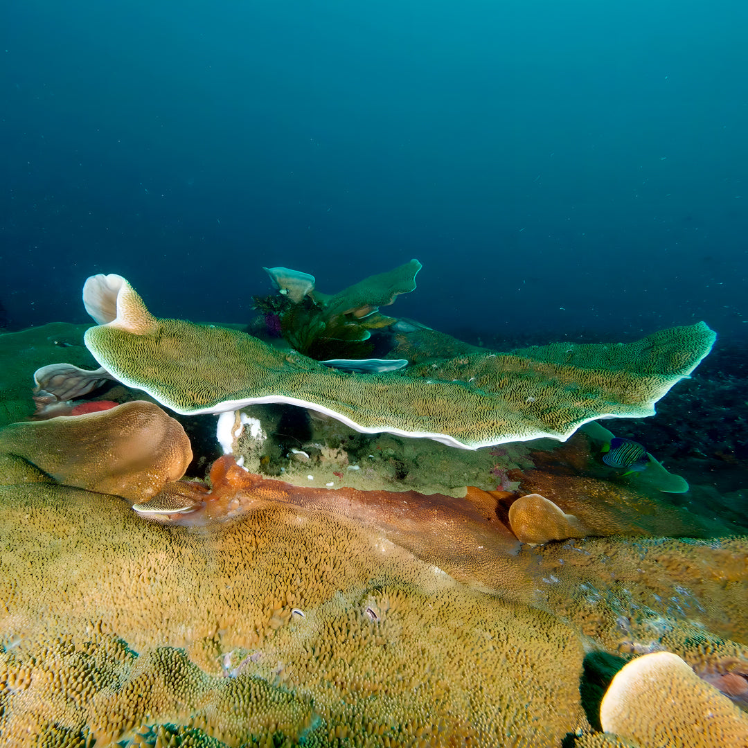 Buceo recreativo - Playa Pili