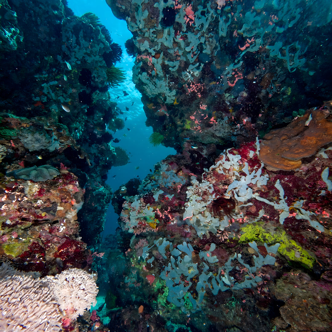 Buceo recreativo - Playa Pili
