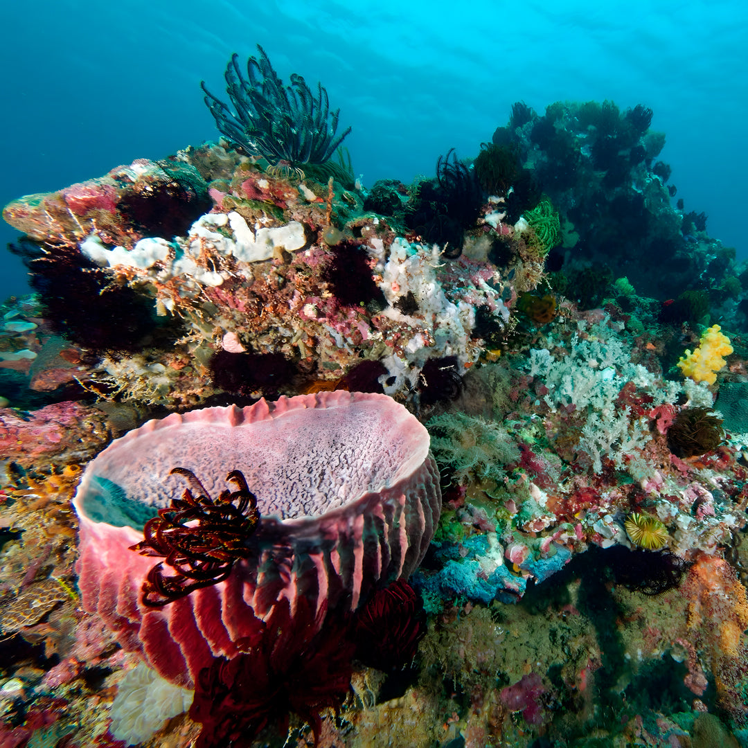 Bautizo de buceo - Playa Pili