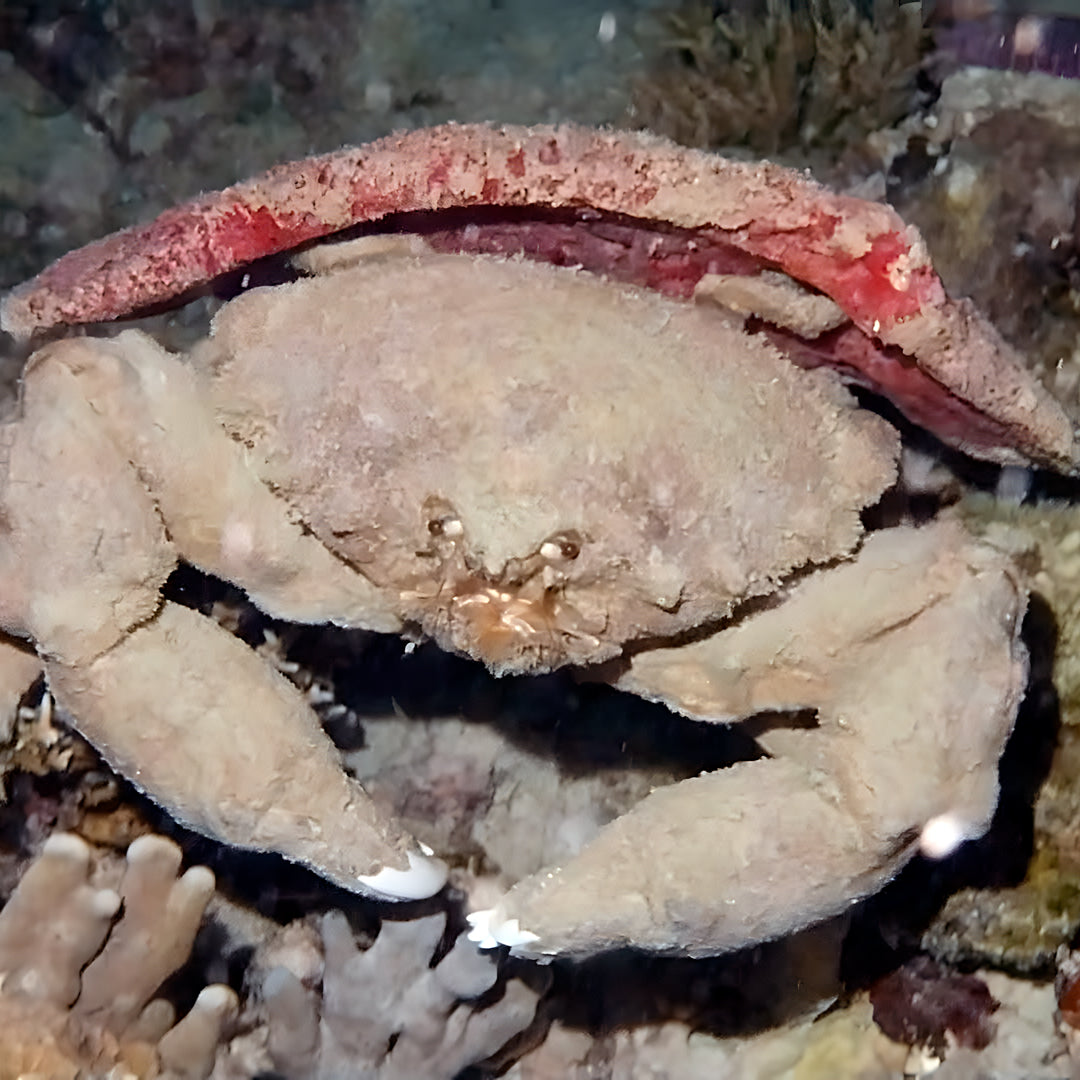 Bautizo de buceo - Playa Pili