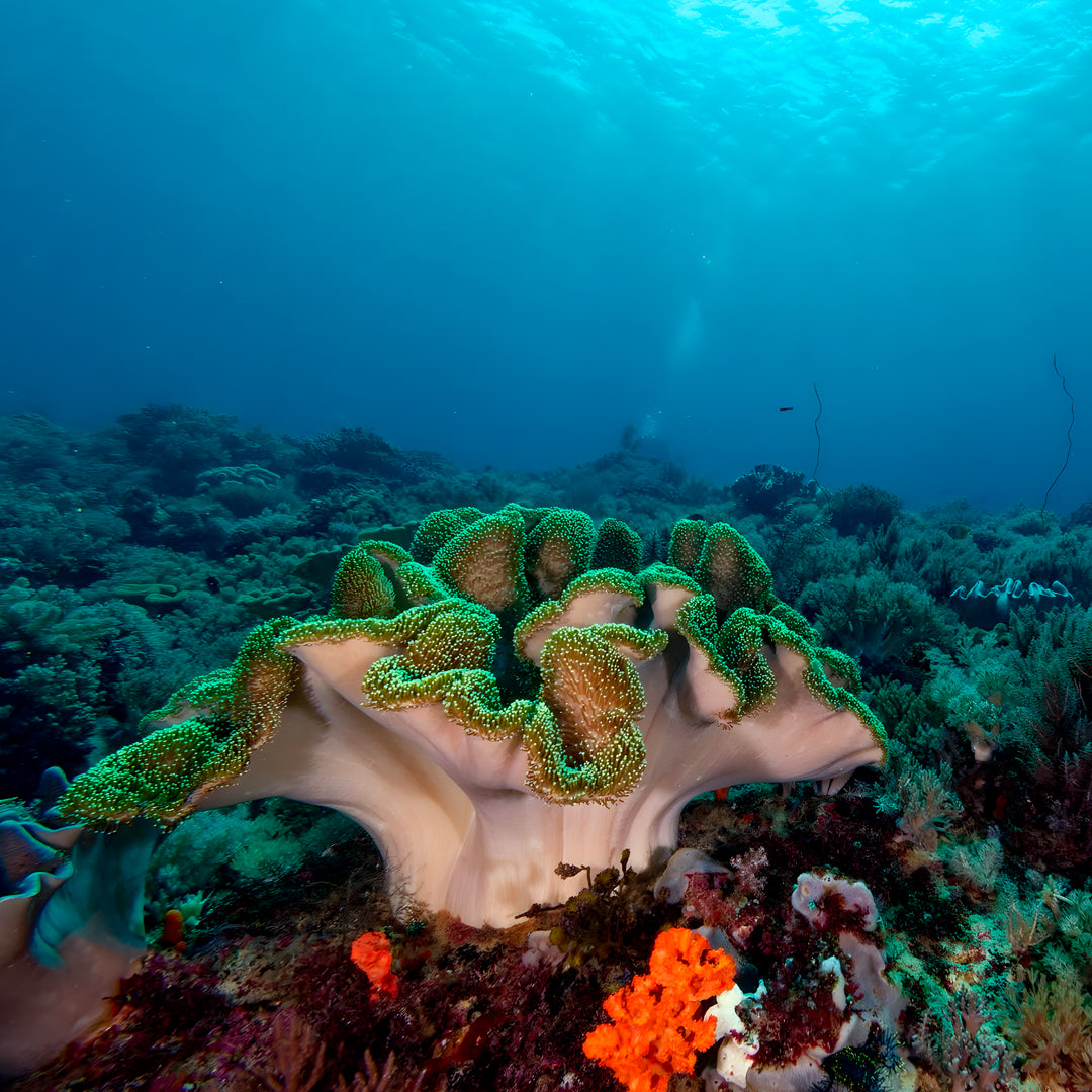 Bautizo de buceo - Playa Pili