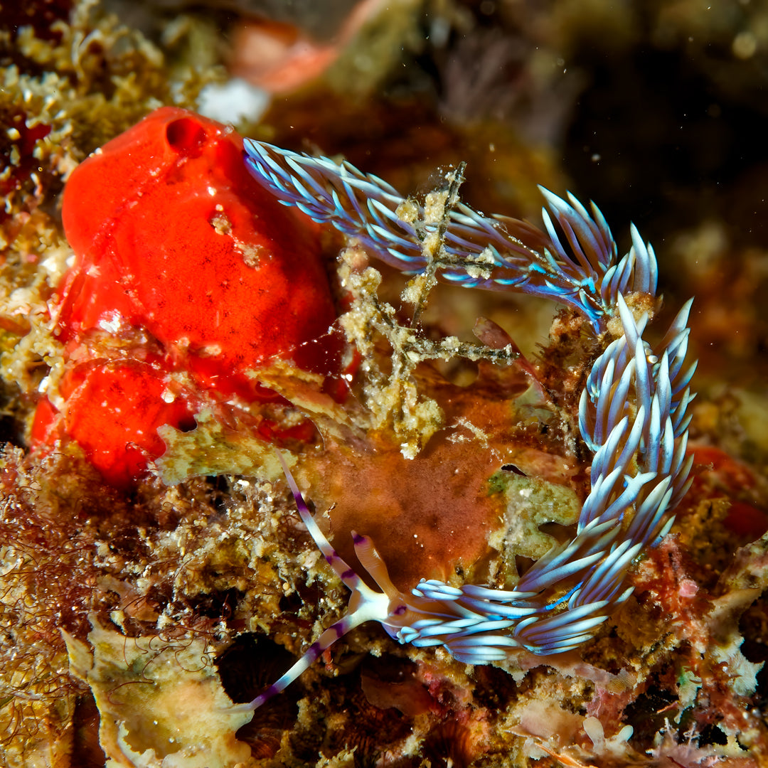 Bautizo de buceo - Playa Pili
