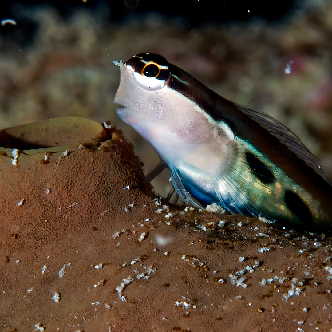 Bautizo de buceo - Playa Pili