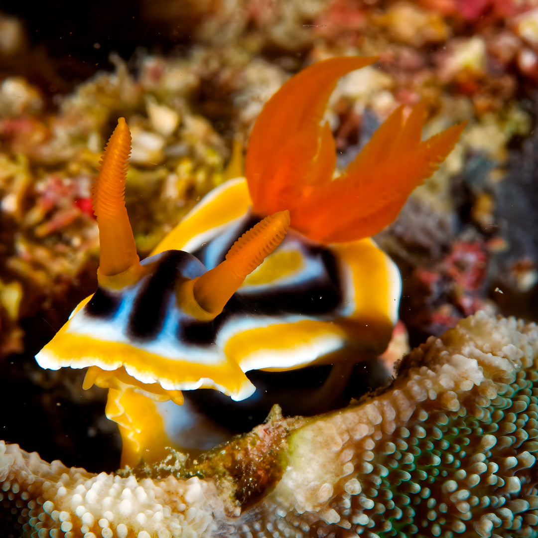 Bautizo de buceo - Playa Pili