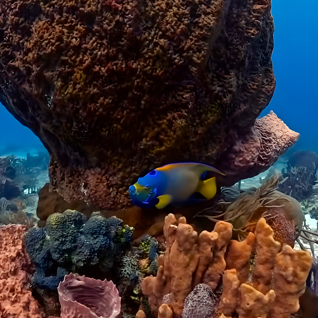 Bautizo de buceo - Playa Pili