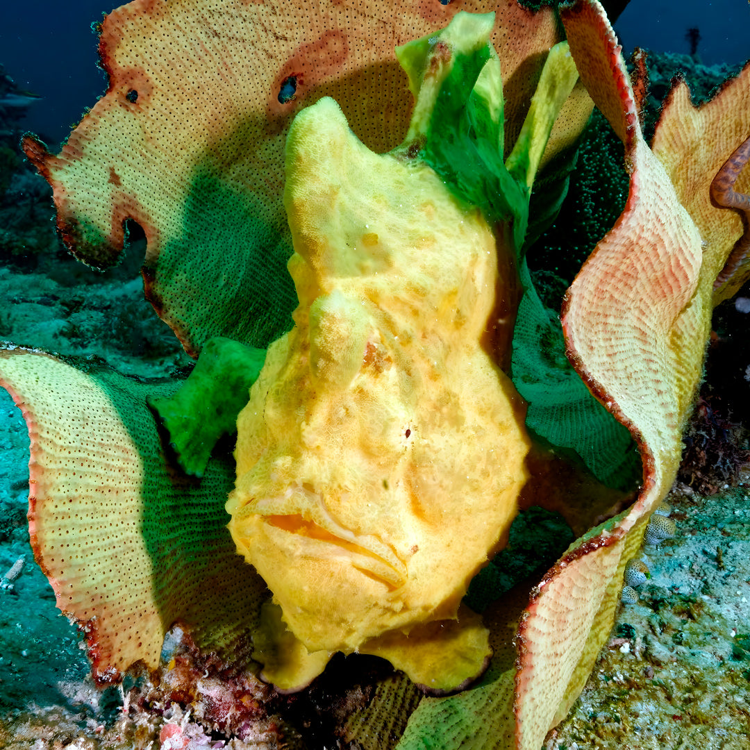 Buceador de aguas abiertas avanzado PADI