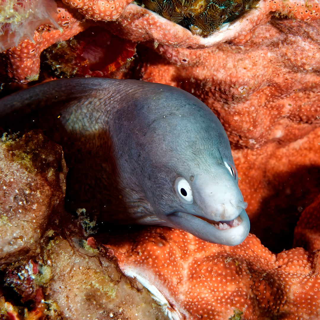 Buceador de aguas abiertas avanzado PADI