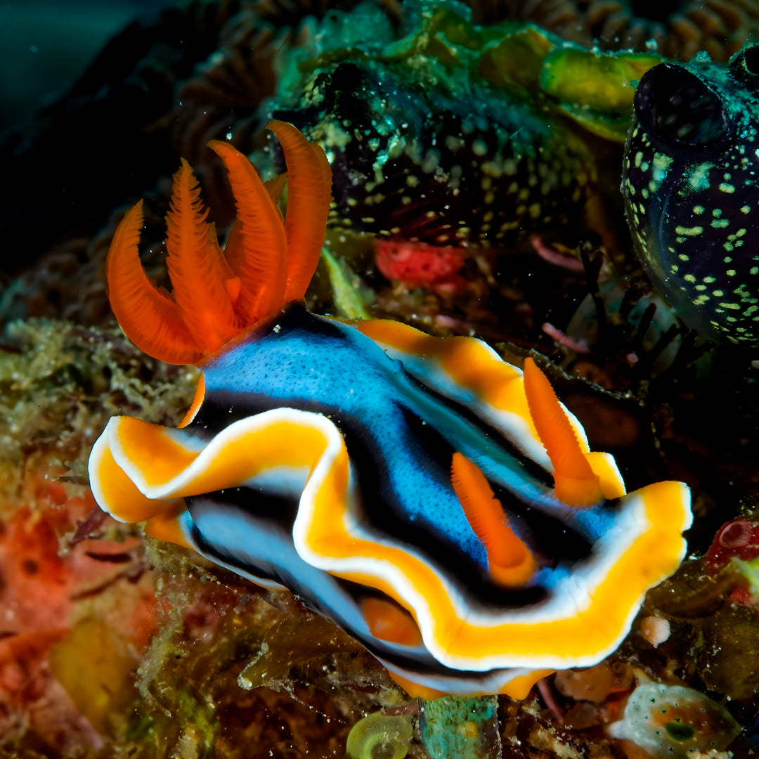 Buceador de aguas abiertas avanzado PADI