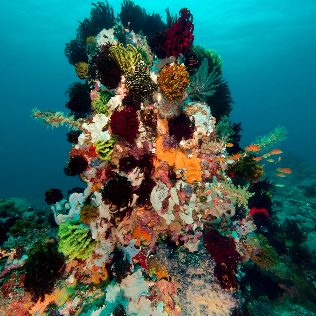 Buceador de aguas abiertas avanzado PADI
