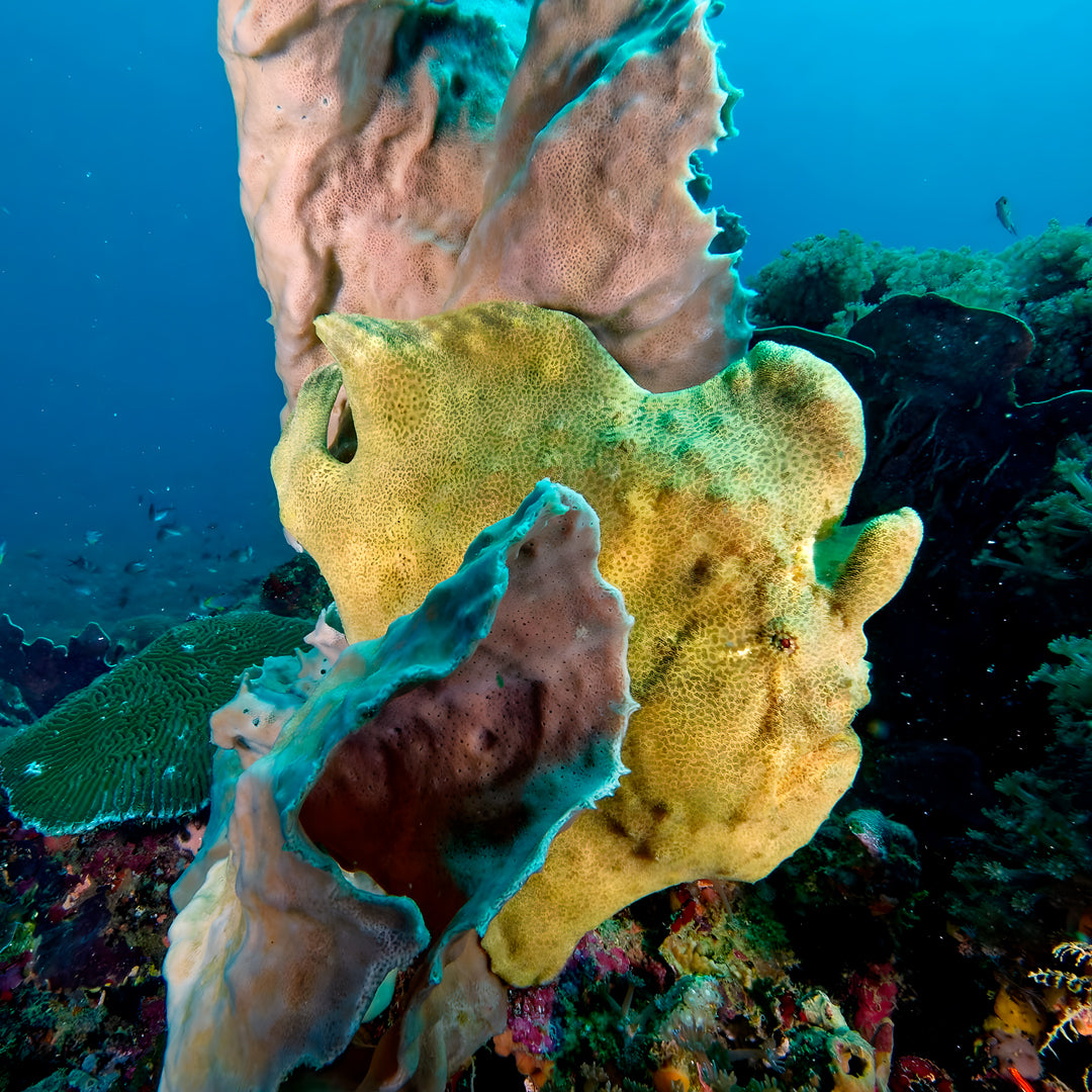 Buceador de aguas abiertas avanzado PADI
