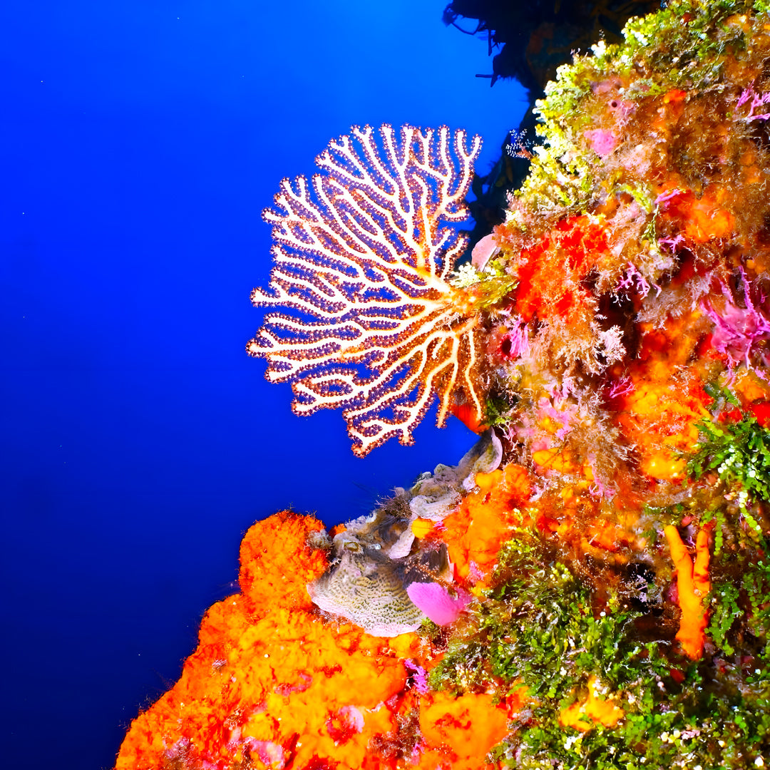 Buceador de aguas abiertas avanzado PADI