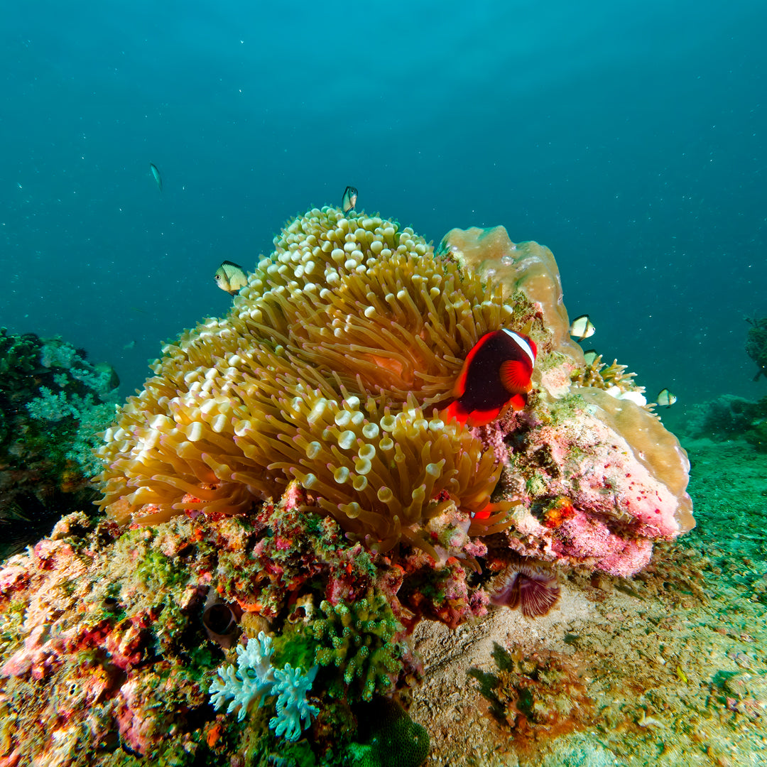 PADI Open Water Diver Course in Pili Beach