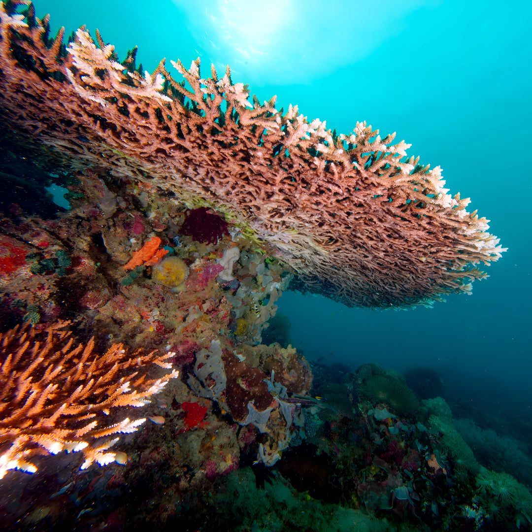 PADI Open Water Diver Course in Pili Beach