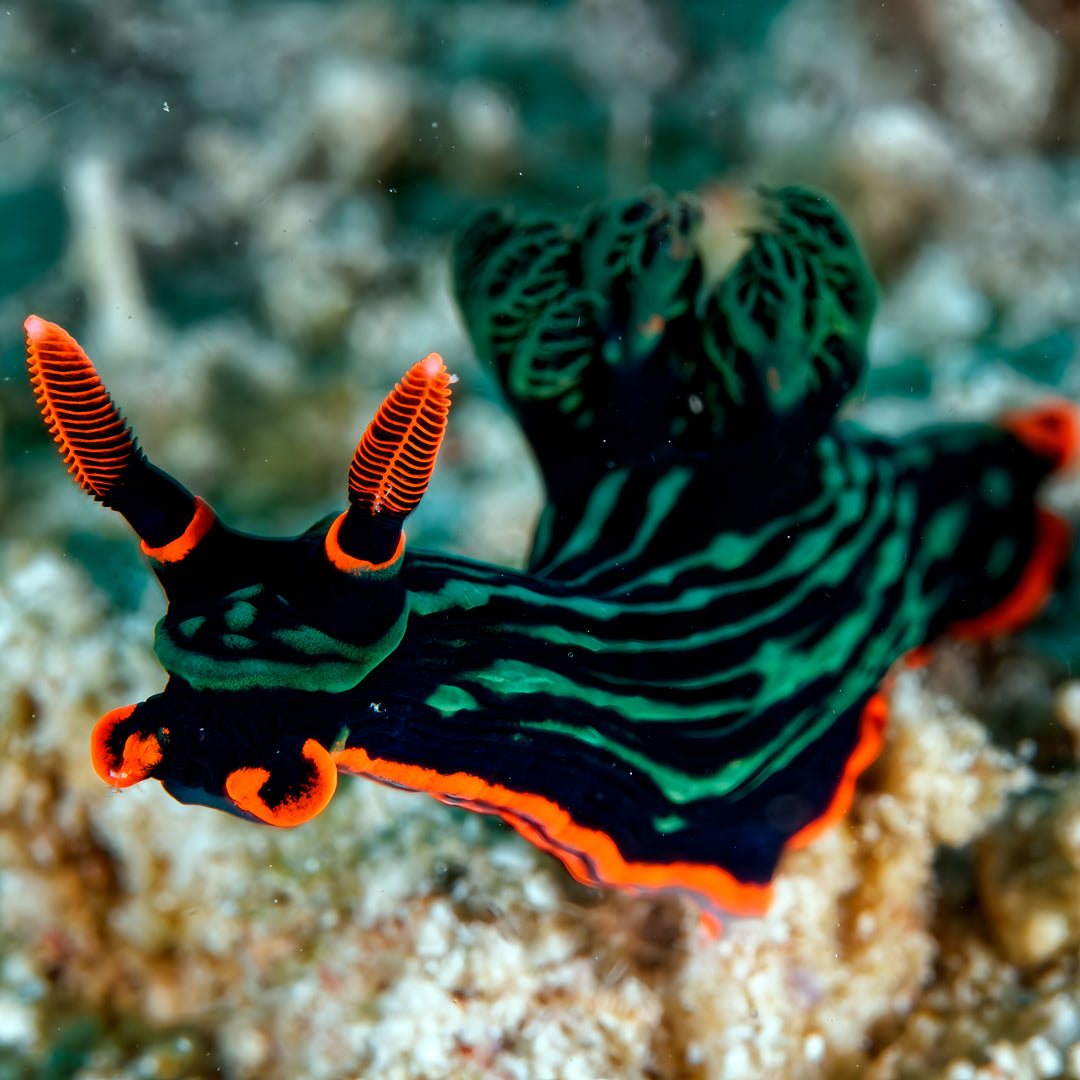 PADI Open Water Diver Course in Pili Beach