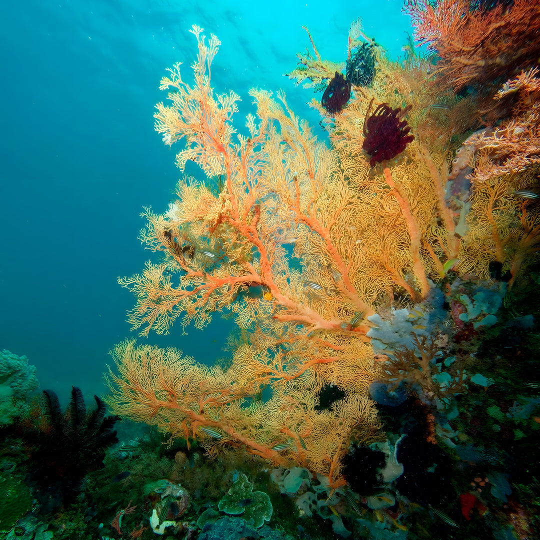 PADI Open Water Diver Course in Pili Beach