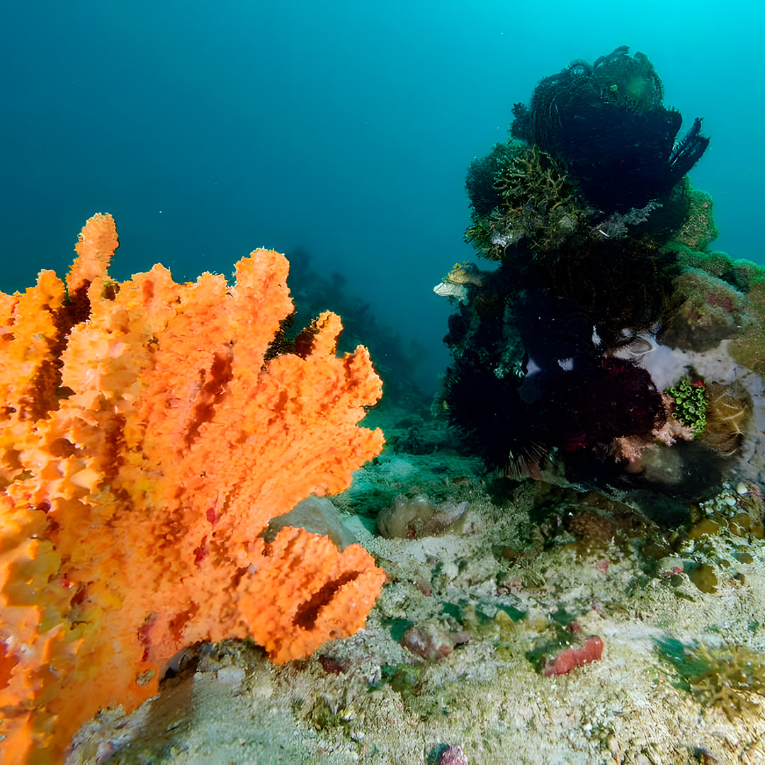 PADI Open Water Diver Course in Pili Beach