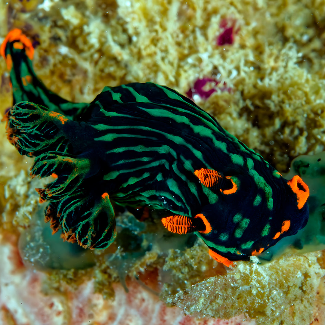 Bautizo de buceo - Playa Pili