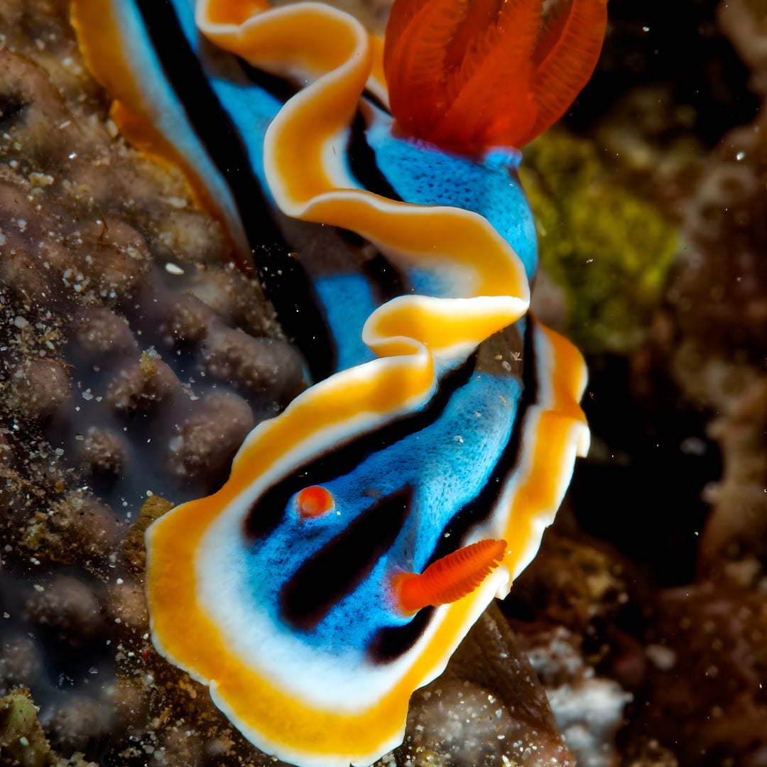 Bautizo de buceo - Playa Pili