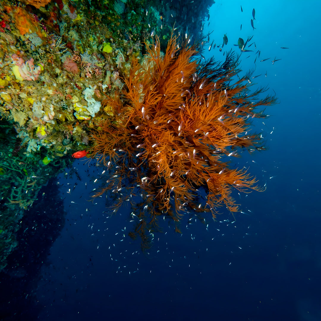 Buceador de aguas abiertas avanzado PADI