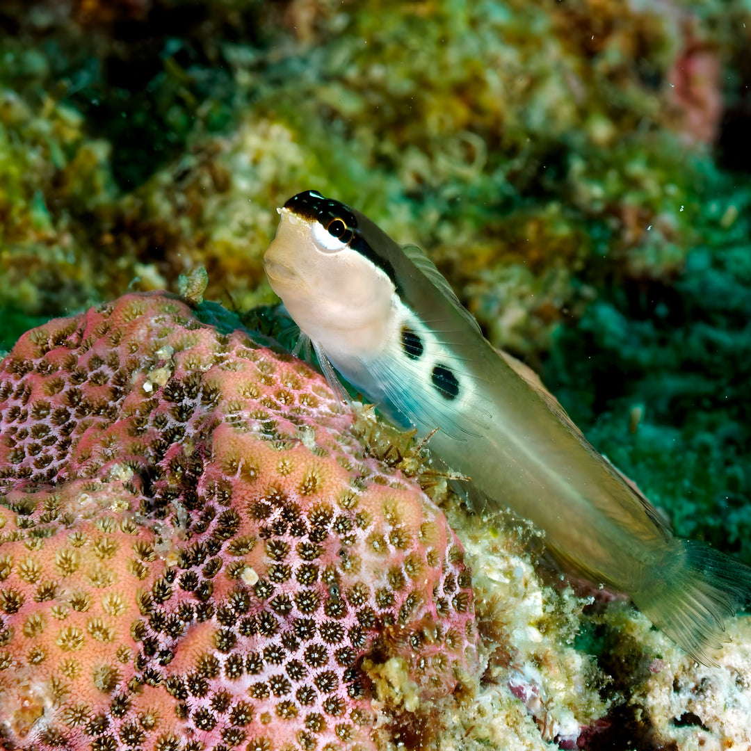 Buceador de aguas abiertas avanzado PADI