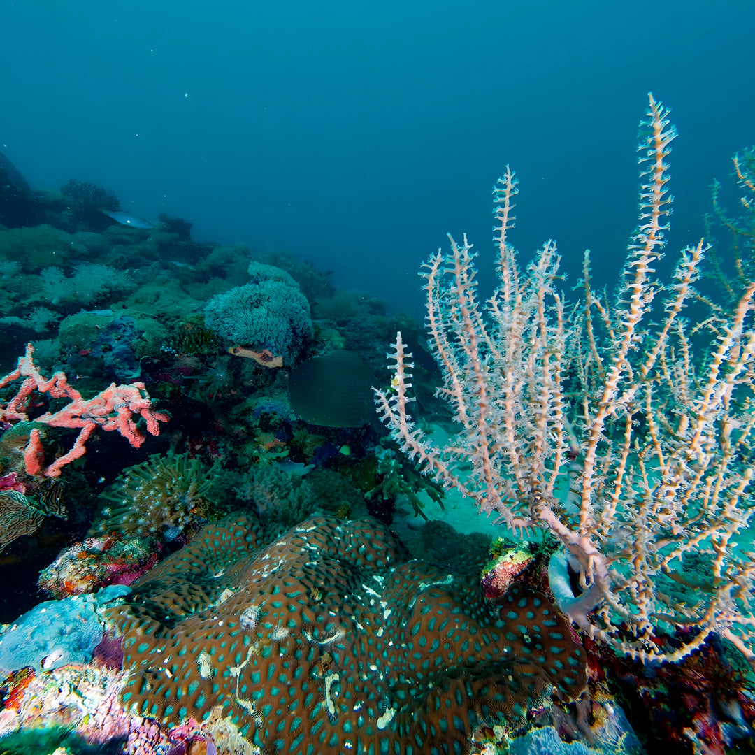 PADI Open Water Diver Course in Pili Beach