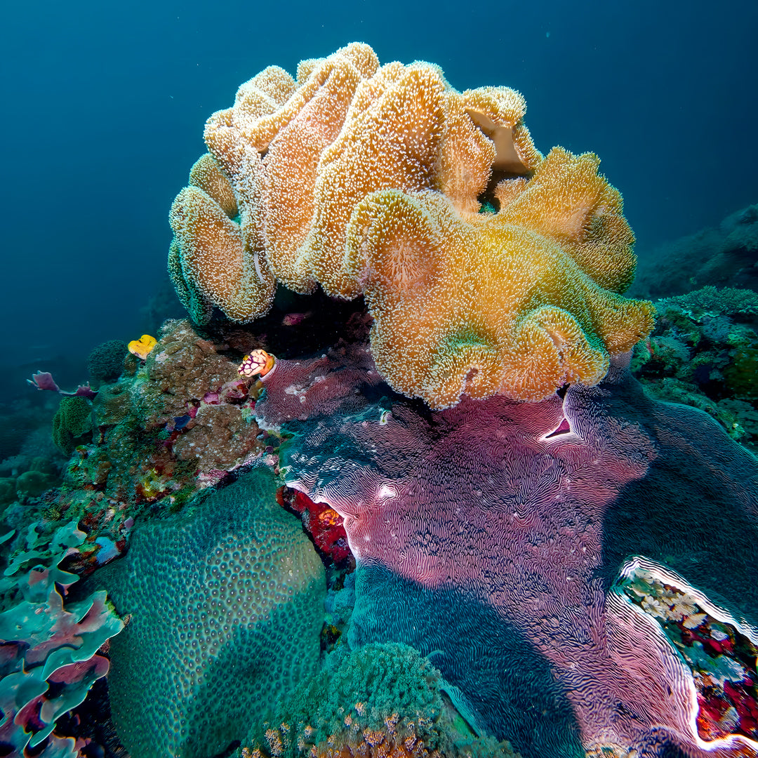 PADI Open Water Diver Course in Pili Beach