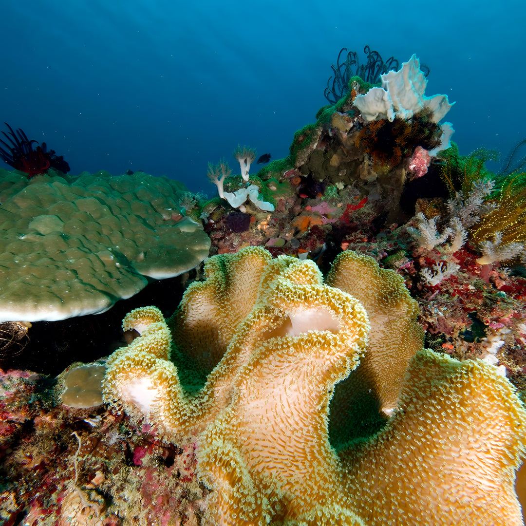 PADI Open Water Diver Course in Pili Beach