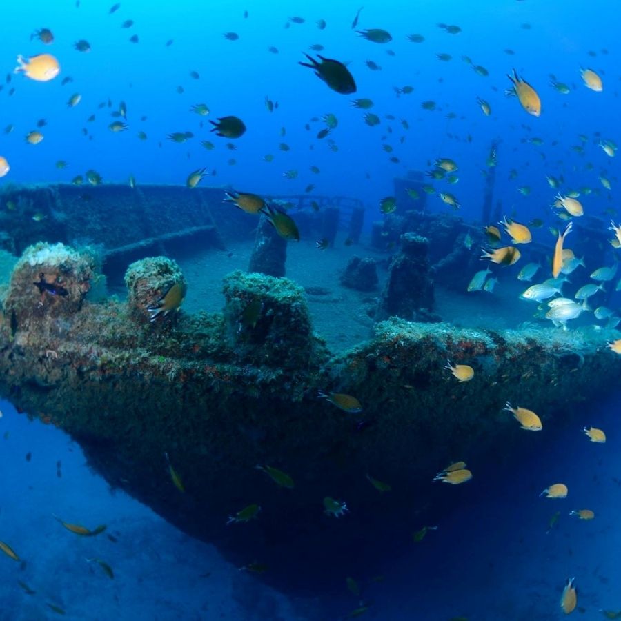 Porto Santo Island Scuba Diving Trip