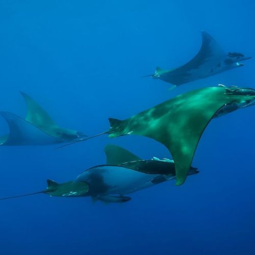 Santa Maria Island Discovery Scuba Dive