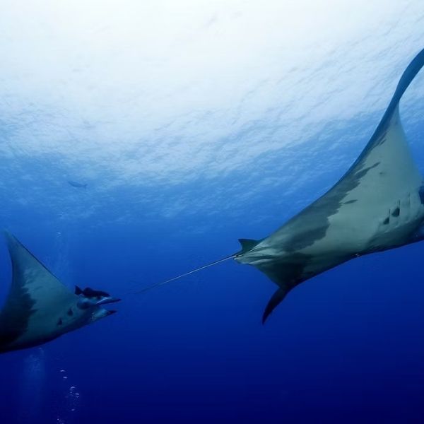 Santa Maria Island Discovery Scuba Dive