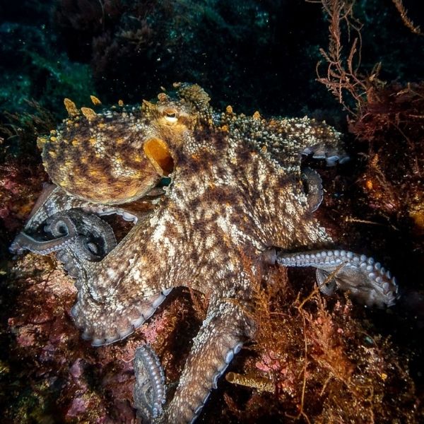 Terceira Island Discovery Scuba Dive