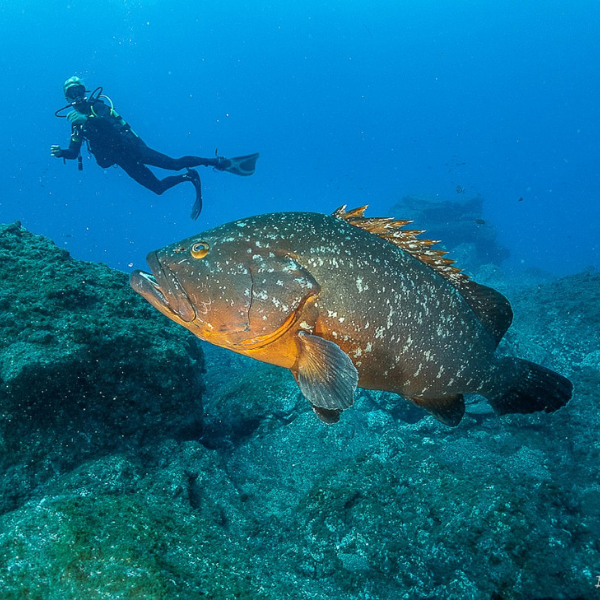 Peniche Discovery Scuba Dive