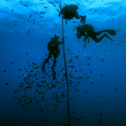 Madeira Island Scuba Diving Trip