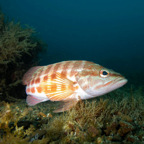 Peniche Discovery Scuba Dive