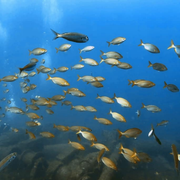 Peniche Discovery Scuba Dive
