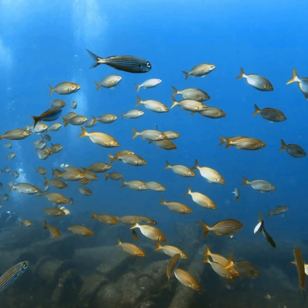 Peniche Discovery Scuba Dive