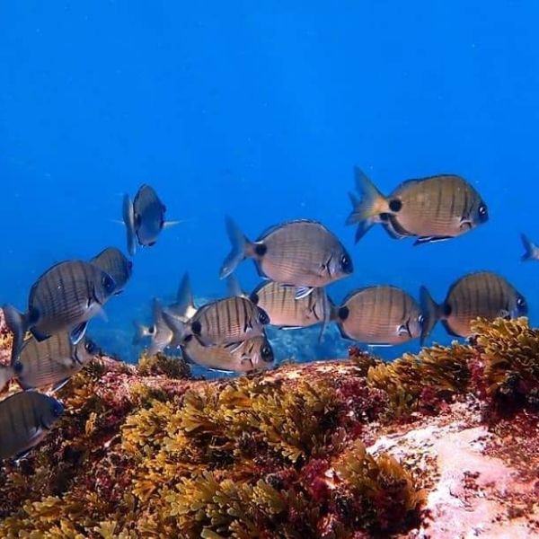 Porto Santo Island Discovery Scuba Dive